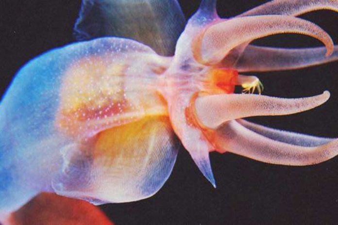 Dan zaljbljenih Peter Portman Kristina Lalic Concrete DJz Plastic Dan zaljbljenih Peter Portman Kristina Lalic Concrete DJz Plastic