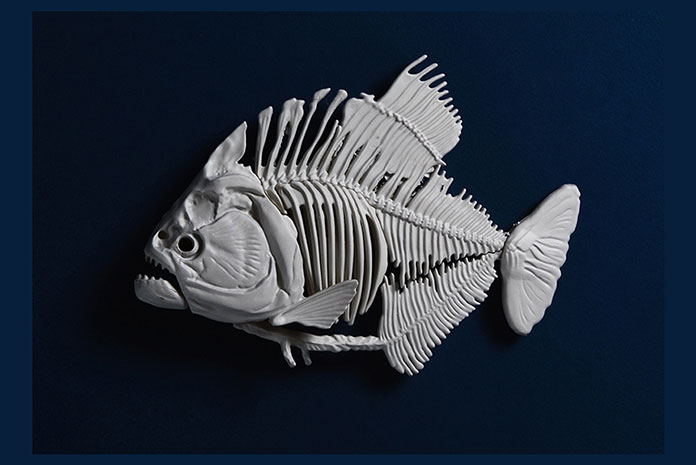 Roll the Drums Halogenix MC Fox DOT Belgrade Serbia